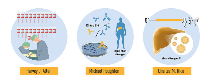 Tóm tắt quá trình ba nhà khoa học khám phá              ra virus viêm gan C. Ảnh: Nobel Prize